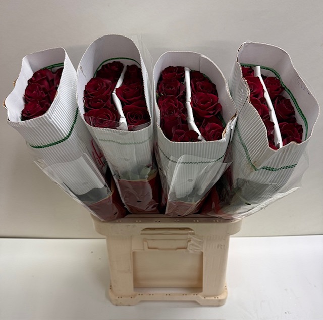 Rosa gr ever red KW_80.jpg